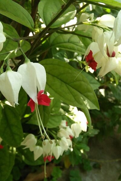 Clerodendrum thomsoniae