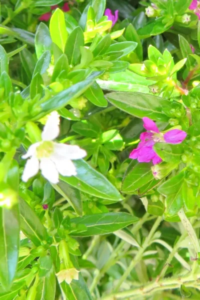 Cuphea Light Purple