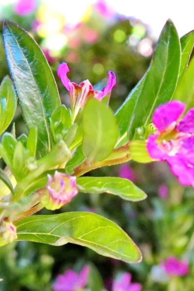 Cuphea Light Purple