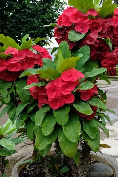euphorbia milii red