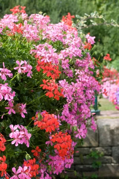 Pelargonium peltatum | Ivy Geranium