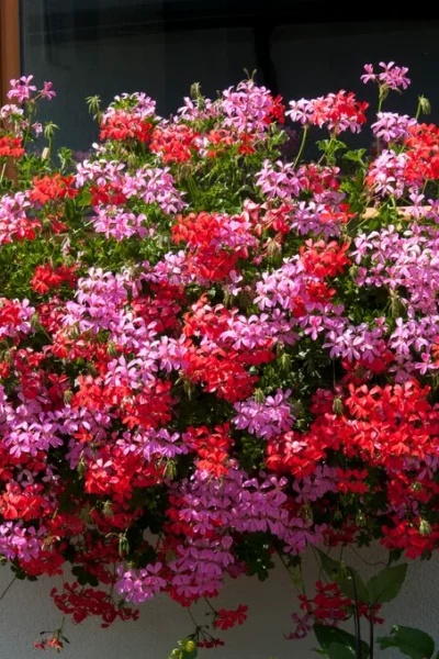 Pelargonium peltatum | Ivy Geranium