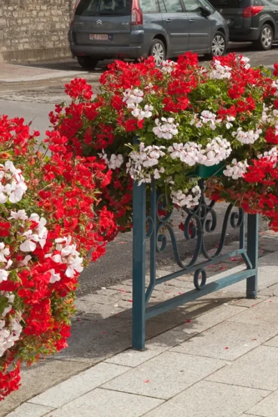 Pelargonium peltatum | Ivy Geranium