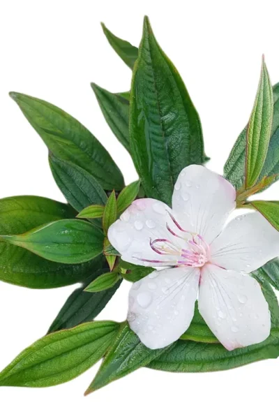 Melastoma lepidota - Melastoma Dwarf
