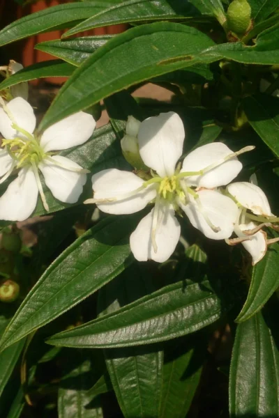 Melastoma lepidota - Melastoma Dwarf