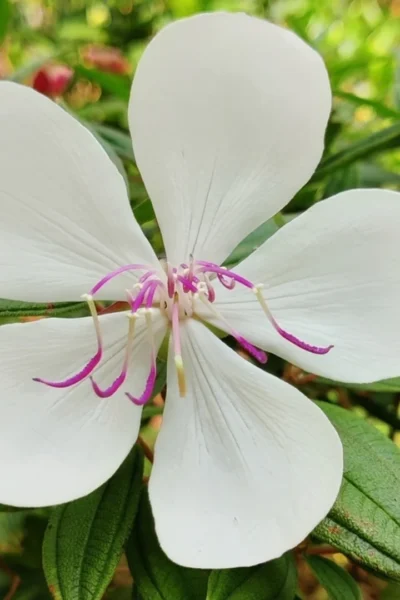 Melastoma lepidota - Melastoma Dwarf