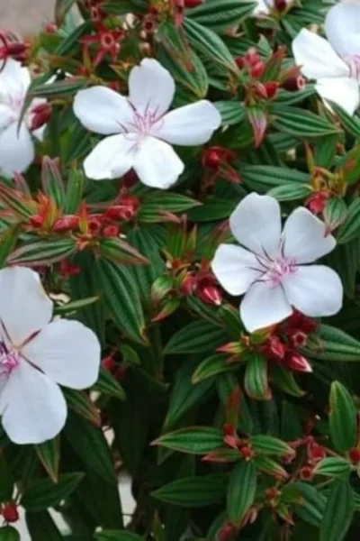 Melastoma lepidota - Melastoma Dwarf