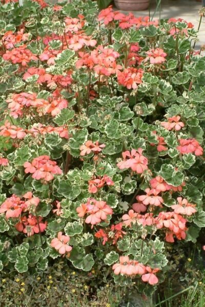 Pelargonium peltatum | Ivy Geranium