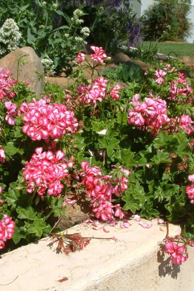 Pelargonium peltatum | Ivy Geranium