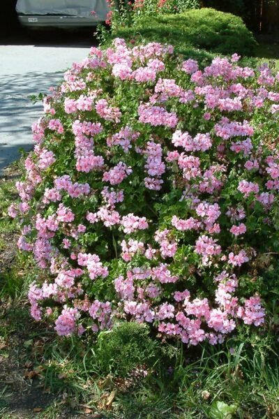 Pelargonium peltatum | Ivy Geranium