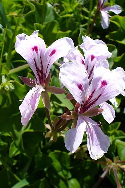Pelargonium peltatum | Ivy Geranium