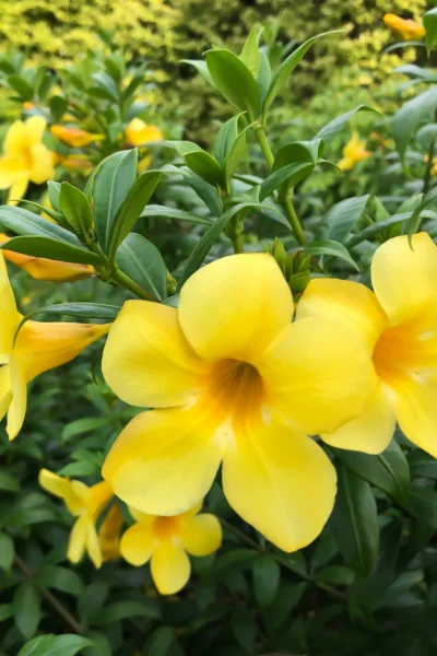 Tecoma smithii