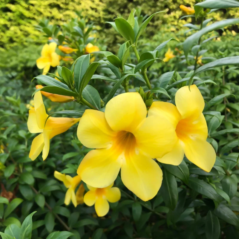 Tecoma smithii