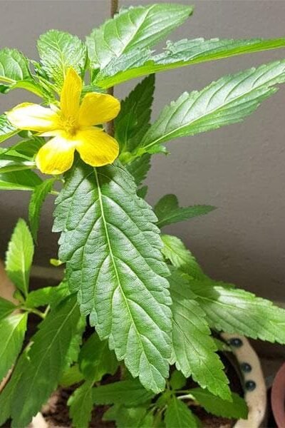Turnera Ulmifolia, Sage Rose (Yellow)