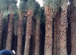 Date Palm (khajoor Plant)