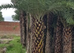 Date Palm (khajoor Plant)
