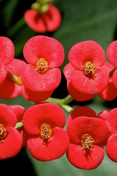 euphorbia milii red